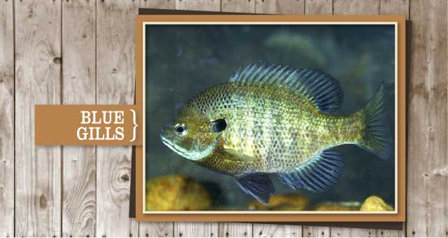 BlueGills